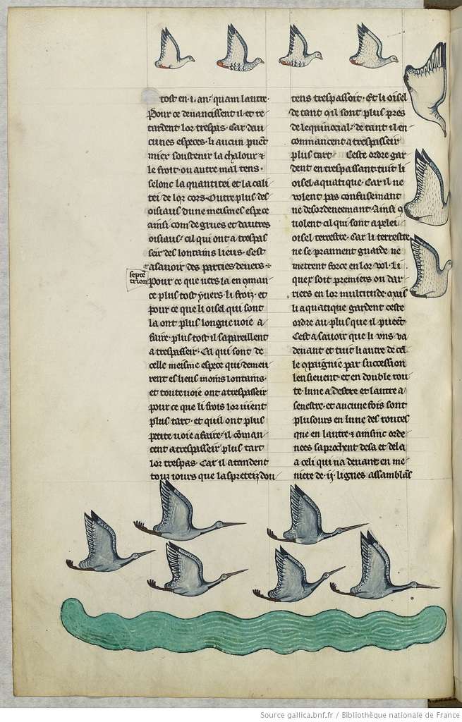 ‘De arte venandi cum avibus’: Federico II, la science et la fauconnerie